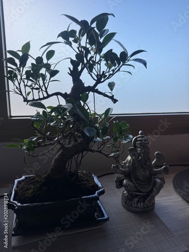 bonsai tree at night