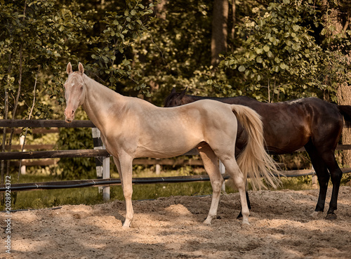 Bild auf Leinwand A beautiful Isabella Akhal-Teke stallion walks in the paddock