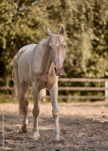 A beautiful Isabella Akhal-Teke stallion walks in the paddock
