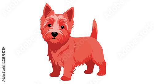 Obraz na płótnie Cute Red Australian Terrier Standing, Isolated on White Background