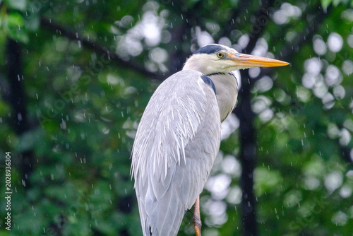 Grey Heron in the Rain