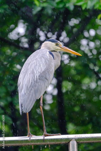 Grey Heron in the Rain