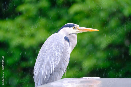 Grey Heron in the Rain
