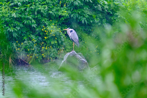 Grey Heron in the Rain