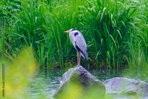 Grey Heron in the Rain