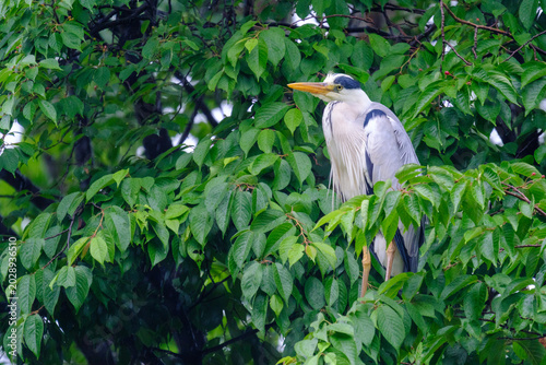 Grey Heron in the Rain