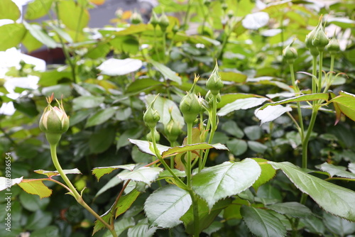 薔薇のつぼみ