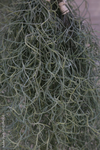 ウスネオイデス（Tillandsia usneoides / スパニッシュモス）