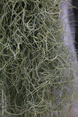 ウスネオイデス（Tillandsia usneoides / スパニッシュモス）