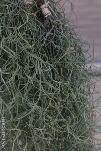 ウスネオイデス（Tillandsia usneoides / スパニッシュモス）