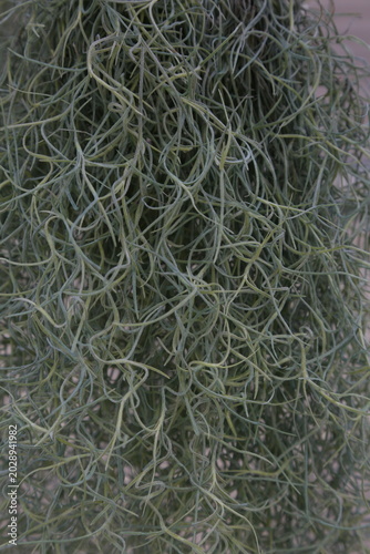 ウスネオイデス（Tillandsia usneoides / スパニッシュモス）