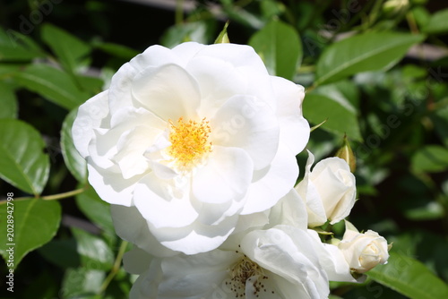 Elegant white rose close up with natural background