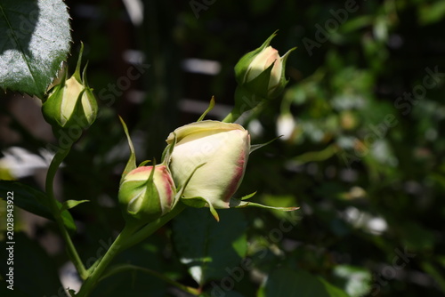 Rose bud beginning to bloom in spring