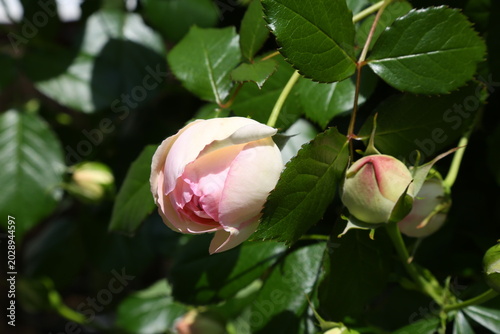 Pink rose bud close up with soft background