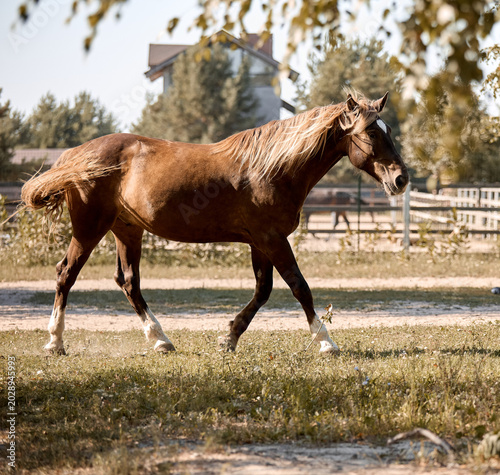 A red mare walks on the grass