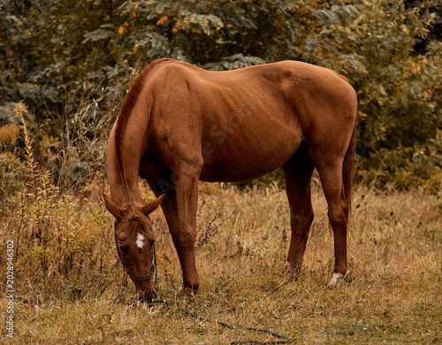 A red mare walks on the grass