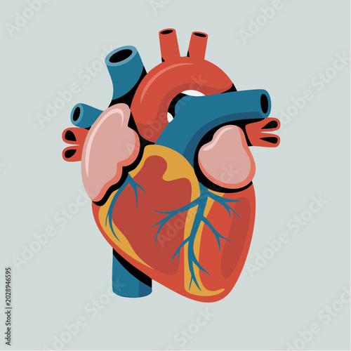 Detailed illustration of a human heart anatomy with vessels and chambe