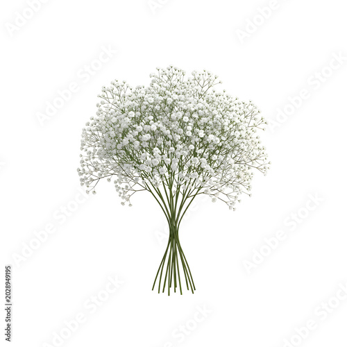Bouquet of white babys breath flowers.
