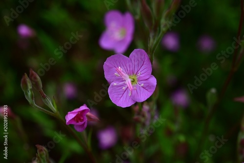 Foto Rose evening primrose (Oenotheta rosea) flowers