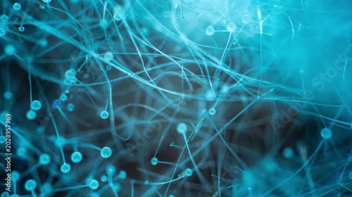 Living Neural Network Abstract Microscopic Mold Structure