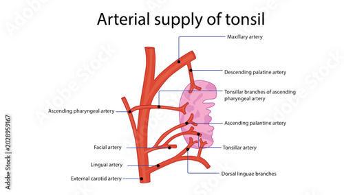 Photos Arterial Supply of Tonsil
Detailed anatomy illustration showing the arterial supply of the palatine tonsil from facial, lingual, maxillary, and ascending pharyngeal arteries