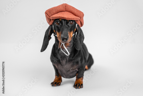 Bilde på lerret Dachshund dog wearing a terracotta flat cap beret on neutral light gray background, stylish artistic pet portrait, vintage fashion concept