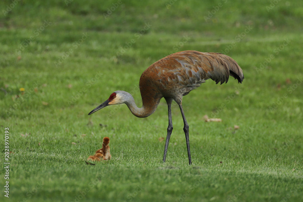 Fototapeta premium An adult sandhill crane with its long neck and crimson head stands over its small, fuzzy offspring in a green lawn in Michigan. 