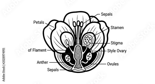 Foto Detailed Diagram of a Flower.