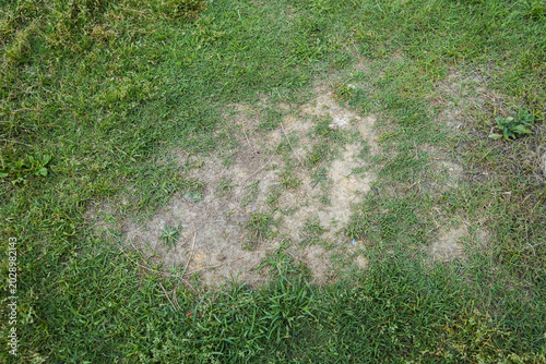 Tableau sur toile Pests and disease cause amount of damage to green lawns, lawn in bad condition a