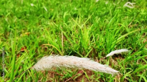 イネ科の多年草・チガヤ・Imperata cylindrica／쌀과의 다년초 · 치가야 · Imperata cylindrica／Imperata cylindrica, a perennial grass belonging to the Poaceae family.
