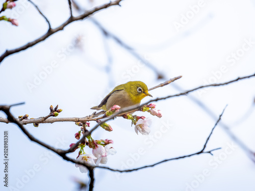 桜とメジロ