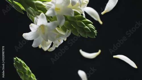 Elegant White Flowers and Falling Petals on Black Background