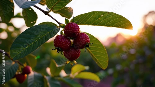 Ripe Berries on Branch at Sunset in Natural Setting. Suitable for Tropical Farming Documentary Footage, Tropical Country Travel Video Openers, Organic Food Brand Promotional Clips