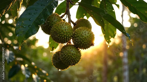 Spiky Green Fruits in Morning Sunlight with Dewy Leaves. Suitable for Tropical Farming Documentary Footage, Tropical Country Travel Video Openers, Organic Food Brand Promotional Clips