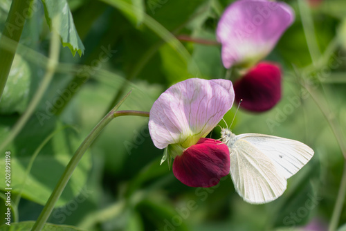 Fotografie ピンク色のチョウのようなエンドウの花にモンシロチョウが