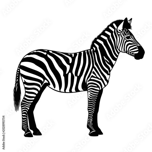 Foto A detailed black and white illustration of a standing zebra, showcasing its distinctive striped pattern