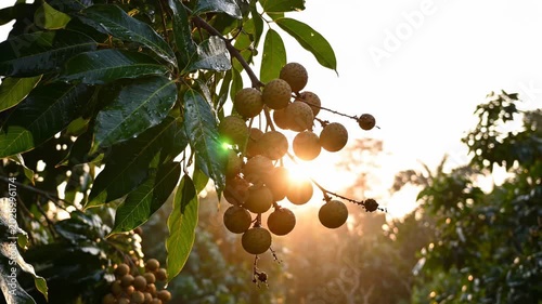 Sunlit Cluster of Fruits Hanging from Lush Green Tree Branches. Suitable for Tropical Farming Documentary Footage, Tropical Country Travel Video Openers, Organic Food Brand Promotional Clips