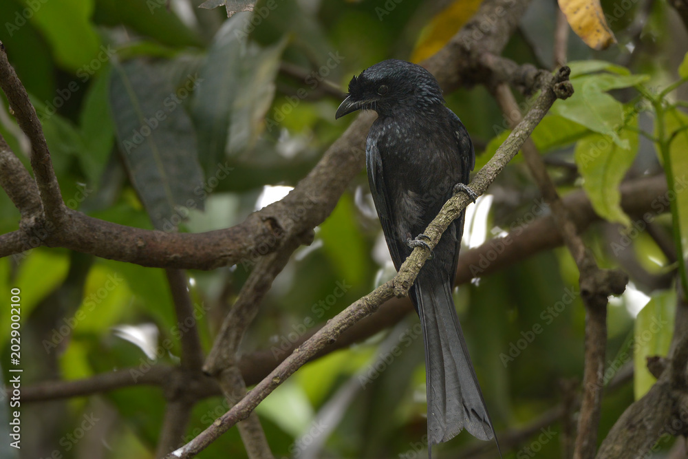 Fototapeta premium Black crow perched on a tree branch in nature
