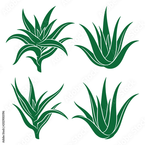 Collection of four detailed green aloe vera plant illustrations with intricate graphic outlines depicting stylized botanical forms from a general overhead view for health concepts desert plant