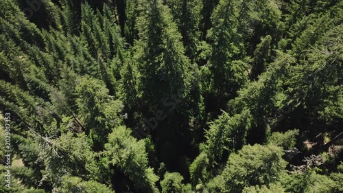 Old Growth Forest Grove Drone Aerial View