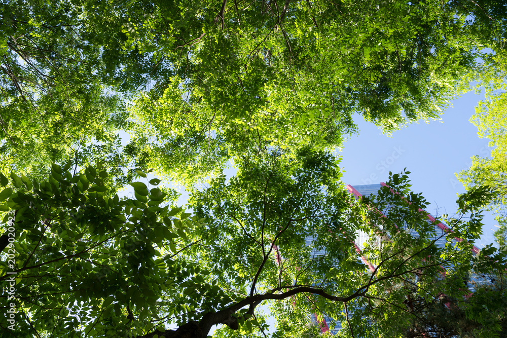 Fototapeta premium Green Tree Leaves Canopy with Modern Building and Blue Sky in Park, Bright Summer Background for Travel and Lifestyle Concept