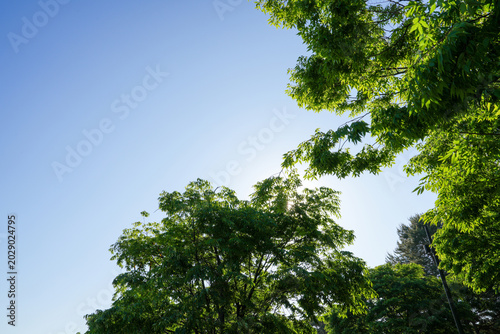 Canvastavla Green Tree Branches and Sunlit Foliage Against Clear Blue Sky with Copy Space,