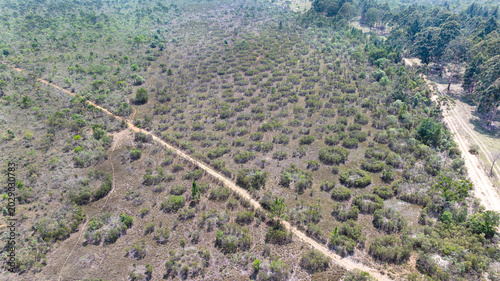 Foto Murundu fields are geomorphological formations, with small convex mounds of earth up to 20 meters in diameter as groundwater recharge areas, they are threatened with extinction