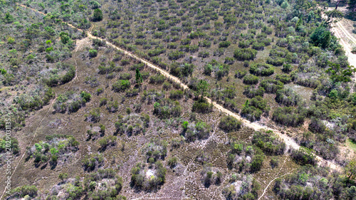 Obraz na płótnie Murundu fields are geomorphological formations, with small convex mounds of earth up to 20 meters in diameter as groundwater recharge areas, they are threatened with extinction