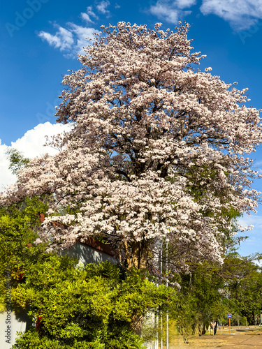 Canvastavla Tabebuia roseo-alba, known as white ipê, ipê-branco or lapacho blanco, is a tree native to Cerrado, frequently used as ornamental tree