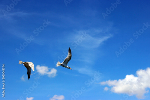 Obraz na płótnie Two seagulls flying high in a bright blue sky with light white clouds on a sunny day