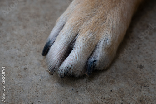 Foto Close up photo of a dog’s paw featuring detailed fur texture, soft paw pads, and adorable animal charm with natural warm pet photography atmosphere