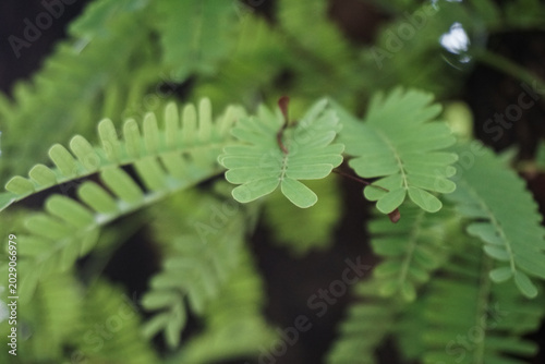 Canvas Print A beautiful close-up shot capturing the vibrant, bright green leaves of a tamarind tree sprouting from its dark, textured bark