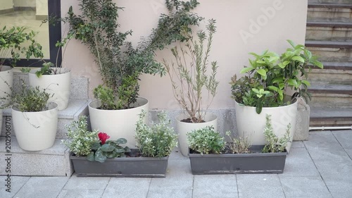 Plants in pots beside stairs at small garden area