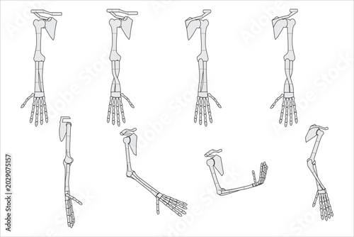 Arm bone in various angles